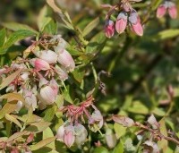 Vaccinium corymbosum 'Sunshine Blue' - Blauwe bes 'Sunshine Blue'  - 1