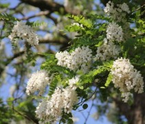 Robinia pseudoacacia bloei