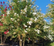 Witte bloemen van de Lagerstroemia indica 'Viola', meerstammig