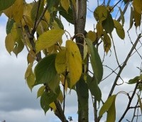 Prunus serrulata 'Ukon' - Japanse sierkers 'Ukon' - 1