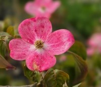 Cornus satomi - Kornoelje - 6