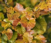 Fagus sylvatica - Groene beuk - 8