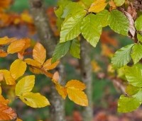 Fagus sylvatica - Groene beuk - 6
