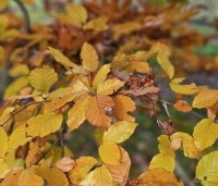 Fagus sylvatica - Groene beuk - 5