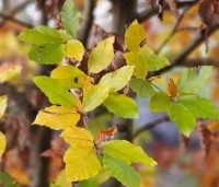 Fagus sylvatica - Groene beuk - 7