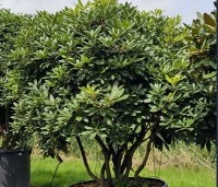 Rhododendron 'Catawbiense Boursault'  - Rododendron 'Catawbiense Boursault'  - 1