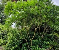 Rhus typhina - Fluweelboom - 1