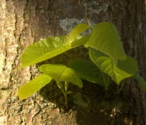 Tilia americana 'Nova' stam