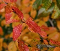 Nyssa sylvatica 'Autumn Cascades' - Zwarte tupeloboom  - 3