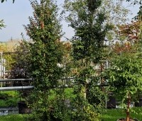 Ilex aquipernyi 'Dragon Lady' - Hulst 'Dragon Lady' - 1