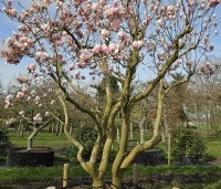 Magnolia soulangeana - Magnolia soulangeana - 1
