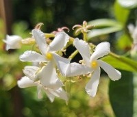 Trachelospermum jasminoides - Toscaanse jasmijn - 1