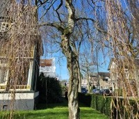 Betula pendula 'Youngii' - Prieelberk - 2