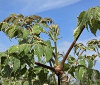 Aralia elata 'Variegata' - Aralia elata 'Variegata' - voorjaar 2026
