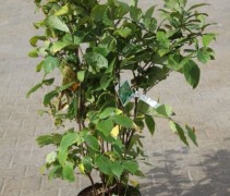 Calycanthus Floridus