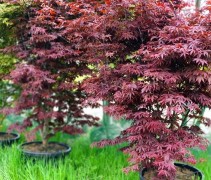 Acer palmatum 'Yubae'