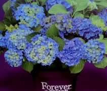 Hydrangea Forever & Ever Blue
