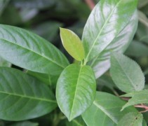 Laurierkers 'Van Nes' is niet de snelst groeiende Laurier, maar levert wel een blijvende groene aanwinst op in uw tuin