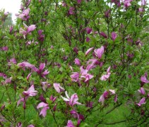 bloemen Magnolia liliiflora 'Nigra'