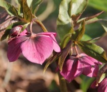 Ook de buitenzijde van de bloem is prachtig gekleurd bij deze Helleborus orientalis