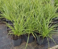 Luzula nivea - Veldbies - 2