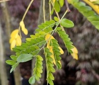 Gleditsia triacanthos 'Inermis' - Valse Christusdoorn 'Inermis' - oktober