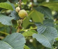 Aesculus x carnea 'Briotii'  - Rode Paardenkastanje - vrucht in juni