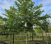 Morus alba 'Macrophylla' - Witte moerbei - 1