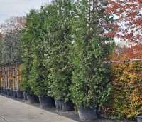 Thuja occidentalis 'Brabant' - Westerse Levensboom - 1