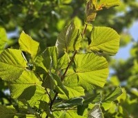 Tilia platyphyllos - Zomerlinde - 2