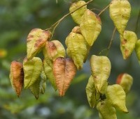 Koelreuteria paniculata - Chinese vernisboom - 2