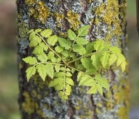 Koelreuteria paniculata - Chinese vernisboom - 1