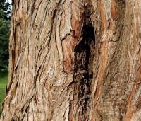 Metasequoia glyptostroboides - Chinese Moerascipres - 1