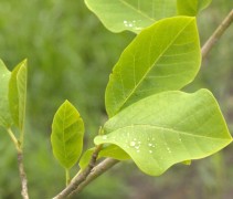 Magnolia sieboldii blad