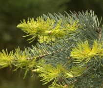 Naalden Abies concolor