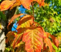 Acer triflorum - Driebloemige esdoorn -herfstblad