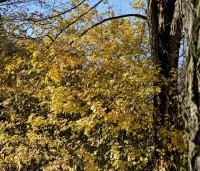 Acer campestre - Veldesdoorn - landschappelijke haag in november