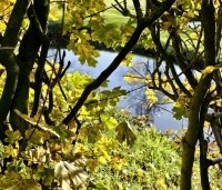 Acer campestre - Veldesdoorn - haag najaar