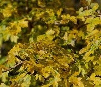 Acer campestre - Veldesdoorn - herfstgeel