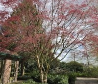 Acer palmatum 'Atropurpureum' - Japanse Esdoorn 'Atropurpureum' - 2