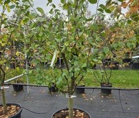 Prunus domestica 'President' - paarsblauwe pruim met late rijping - 1