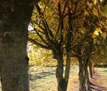 Acer campestre karakterbomen en mooie klimbomen