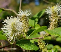 Fothergilla Major