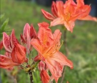 Rhododendron  'Nabucco' - Azalea 'Nabucco' - 1