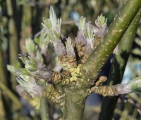 Laburnum wat. 'Vossii' - Goudenregen - uitloop voorjaar