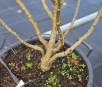 Liquidambar styraciflua 'Gum Ball' - Amberboom 'Gum Ball' - 4