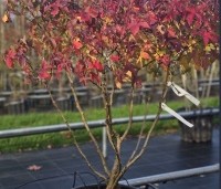 Liquidambar styraciflua 'Gum Ball' - Amberboom 'Gum Ball' - 2