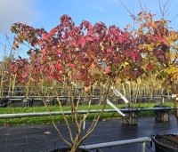 Liquidambar styraciflua 'Gum Ball' - Amberboom 'Gum Ball' - 1