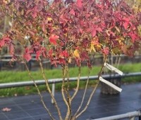 Liquidambar styraciflua 'Gum Ball' - Amberboom 'Gum Ball' - 3