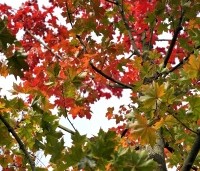 Acer 'Pacific Sunset' - Amerikaanse Esdoorn 'Pacific Sunset' - 6